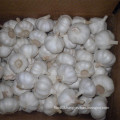 New Fresh Garlic with Bag, Carton Packing
